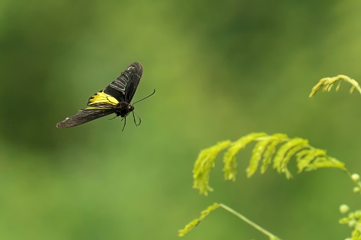A mountain birdwing soaring through the air against a backdrop of lush green foliage