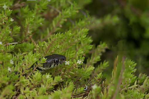 A grass snake perched atop a lush green plant, adorned with many leaves