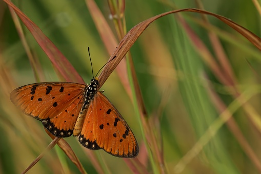 A tawny coaster perched on a series of dried brown stems in a lush green grassy field