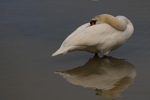 A mute swan is standing still in a tranquil body of water, surrounded by lush vegetation