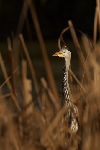 A grey heron standing in tall grass, its beak open as if in search of food