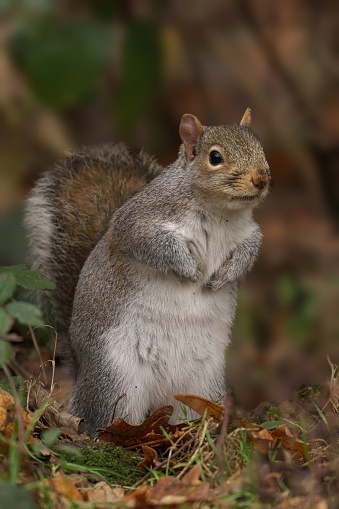 A grey squirrel stands on one foot in a wooded environment, looking up at the sky