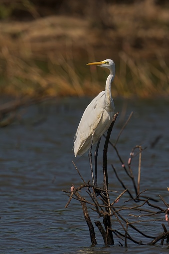 A great egret perched atop a tall tree branch, overlooking its surrounding area
