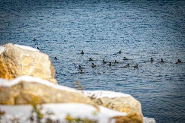 black duck swimming in the water