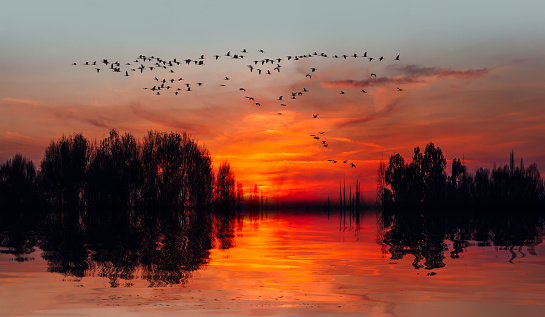 Beautiful nature landscape at dawn silhouette birds flock flying in a row over lake water sun on the colorful sky