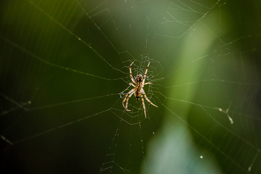 A spider is climbing on his net in a forest with blurred background