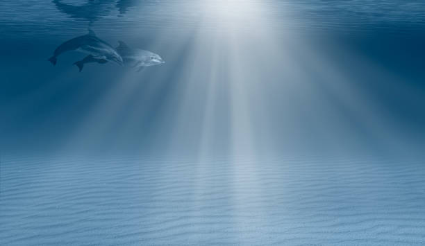 Underwater view of dolphin pod swimming, Maldives