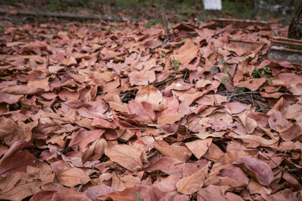Autumn leaves on the ground. Beautiful background. Copy space