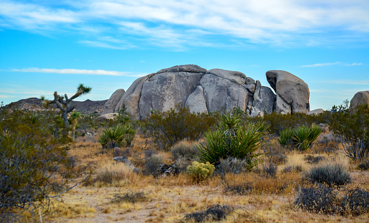 Yucca trees and rocks under blue sky, Joshua Tree National Park