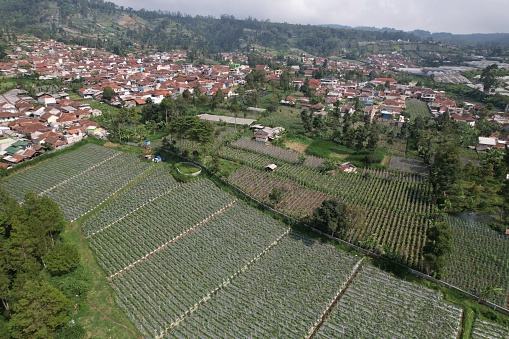 agricultural land with mulch on the slopes of Mount Tangkuban Perahu in West Java. agriculture in the tropics.