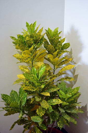 Platone croton plant, gold dust big shrub. Croton is an extensive flowering plant genus in the spurge family, Euphorbiaceous. Codiaeum variegatum. India.