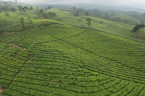 Aerial view of Tea plantation. Camellia sinensis is a tea plant, a species of plant whose leaves and shoots are used to make tea.