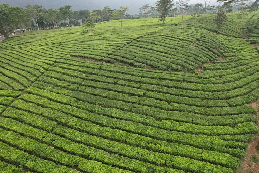 Aerial view of Tea plantation. Camellia sinensis is a tea plant, a species of plant whose leaves and shoots are used to make tea.