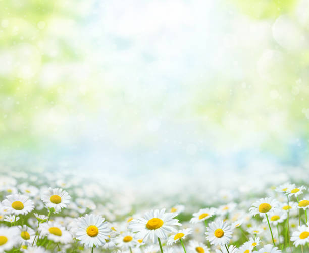 istock Summer background with wildflowers. Spring collage with daisy flowers. 1907107183