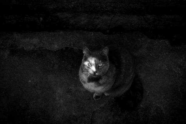 istock Calico Stray Cat Sits on Textured Pavement 1907107692