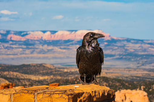 A wild raven (Corvus Corax) posing in front of mountains of Bryce Canyon national park, at ponderosa point. Dark plumes, in profile. Low evening sun, partly clear sky