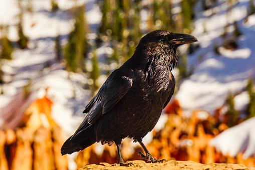 A wild raven (Corvus Corax) posing in front of snowy mountains of Bryce Canyon national park, at ponderosa point. Dark plumes, in profile. Bright evening sunlight