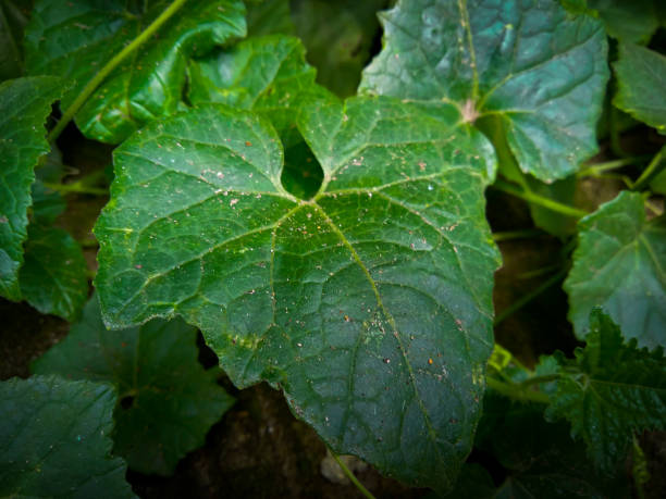 istock Green leaves grow on the roadside 1907122693