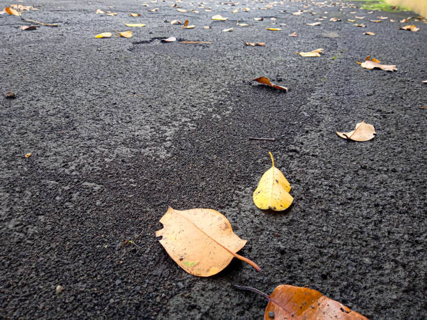 dry leaves fall on the wet ground. selective focus