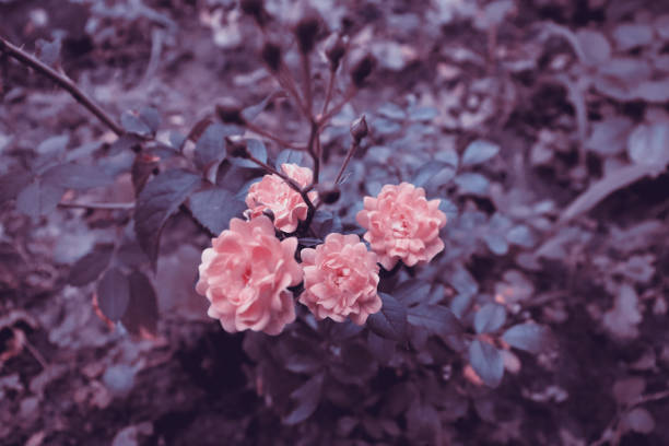 istock Beautiful pink flower in abstract garden 1907133896