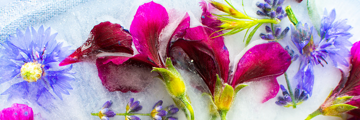 Summer banner of frozen flowers in ice, cornflowers and geraniums, osteosperum and lavender and carnation