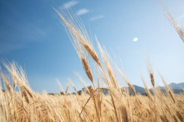 Golden wheat crop against blue sky stock photo