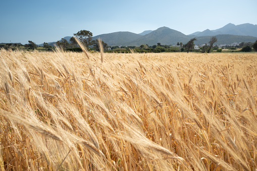 Beautiful golden wheat field. Wheat crop harvesting season