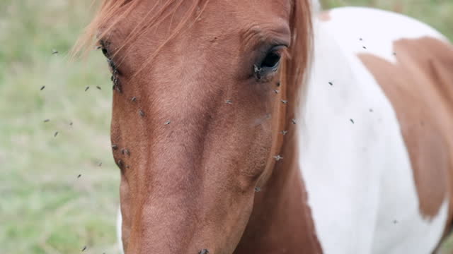 Close-up of a pinto horse's face bothered by flies in a summer field