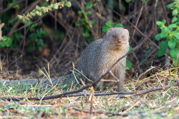 istock The Indian grey mongoose or Asian grey mongoose (Urva edwardsii) 1907169300