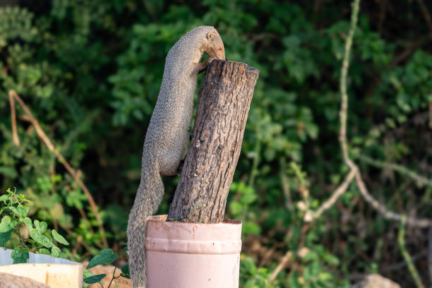 The Indian grey mongoose or Asian grey mongoose (Urva edwardsii)