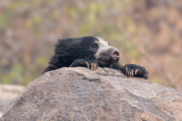 The sloth bear (Melursus ursinus), also known as the Indian bear