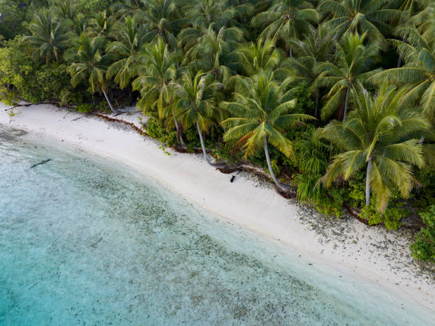 istock Aerial View of Pristine Palm-Lined Beach 1907179847