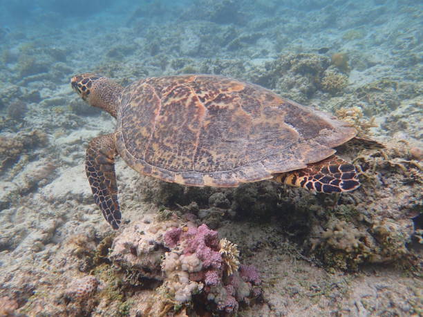 istock Sea turtle in Gili Meno 1907186907