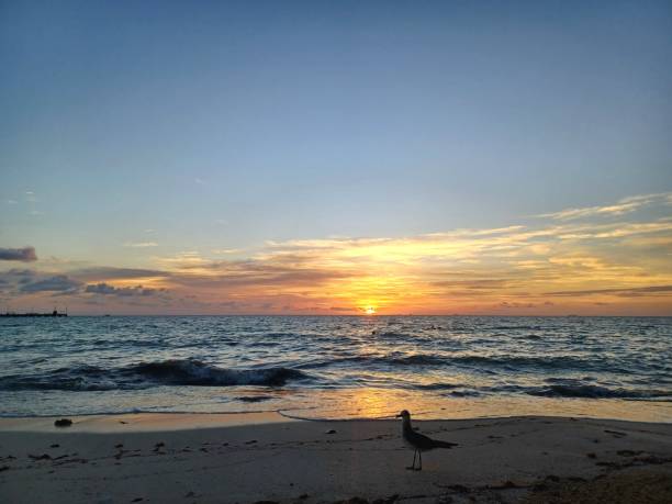 istock Sunrise view over Caribbean sea 1907193295