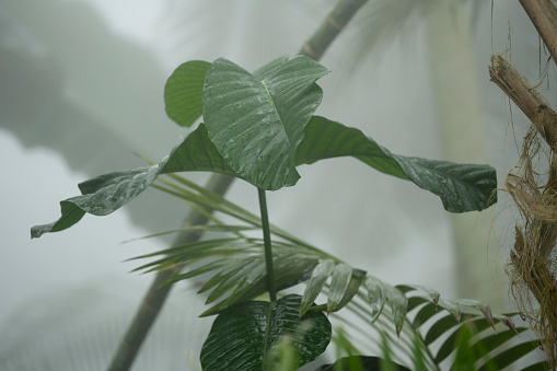 Detail of tropical (humid) rainforest. The background is blurred and may be used for copy.