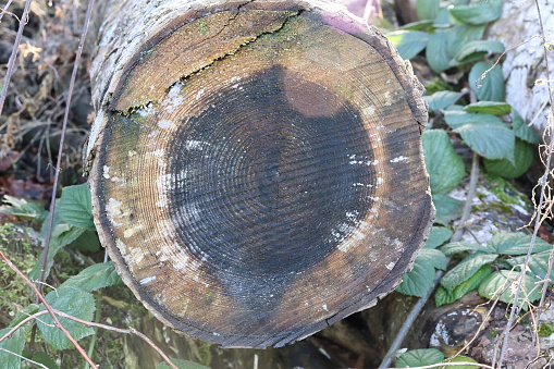 Wood, Wooden Board,\nTree rings