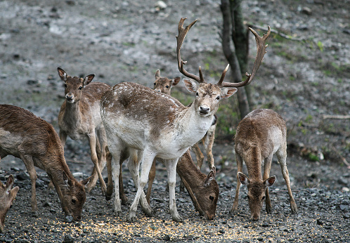 Fallow deer in forest consuming human-provided corn - A snapshot of ecological disruption and the wrong practice of human-induced wildlife nutrition, unveiling the bad ecological consequences.