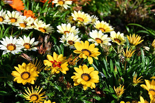 Mittagsblumen  mit geöffneten Blüten bei sonnigem Wetter