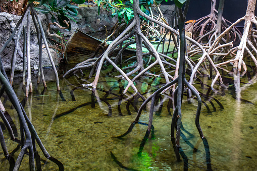 Mangrove forests, also called mangrove swamps or marshes are productive wetlands that occur in coastal intertidal zones