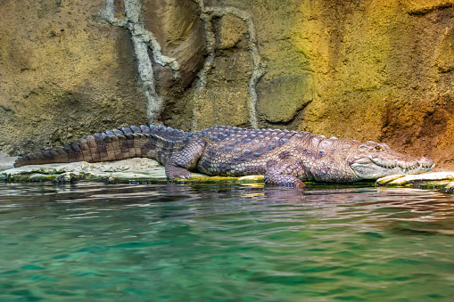 The Nile crocodile - Crocodylus niloticus - is a large crocodilian native to freshwater habitats in Africa - water aquarium Lausanne