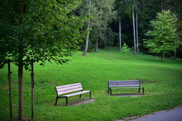 istock Forest recreation park for tourists with trees and benches for relaxation 1907240250