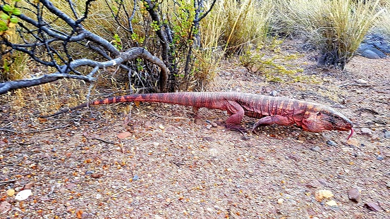 Red lizard (Tupinambis rufescens) in Argentina.