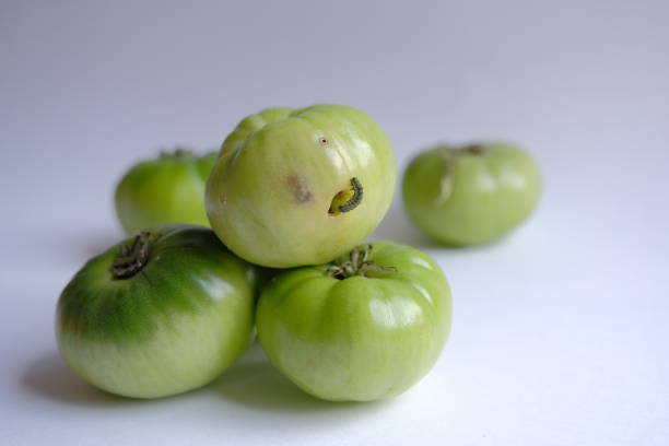 istock tomato caterpillar pest. crop (harvest) failure concept 1907241285