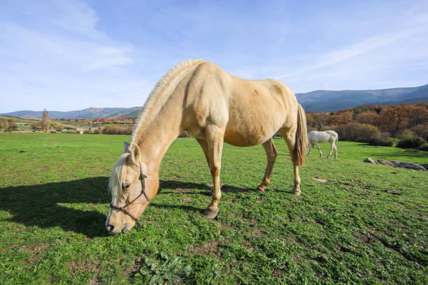 Haflinger in the mountains,South-Tirol,Italy.Please see more similar pictures of my Portfolio.