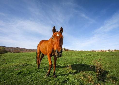 Horse in the paddock, Outdoors. Horse portrait