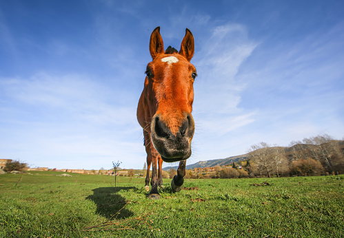 Funny horses in their stable