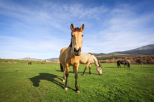 Wild horses living in a big meadow surrounded by mountains in a sunny day with blue sky