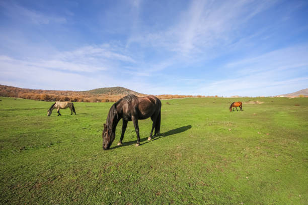 istock Wild horses in a beautiful large green meadow 1907243407
