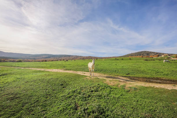 Wild horses living in a big meadow surrounded by mountains in a sunny day with blue sky