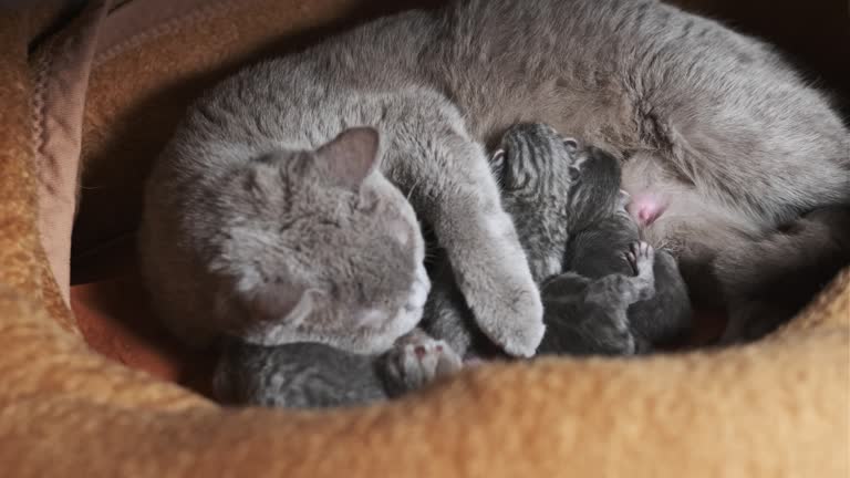 Nursing Cat Feeding Little Kittens